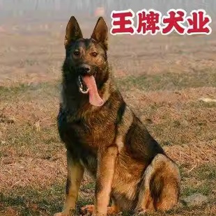 纯种昆明犬幼犬活体狼青幼犬活体大型工作犬昆明犬狼青灰色昆明犬