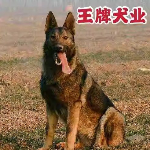 纯种昆明犬幼犬活体狼青幼犬