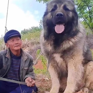 高加索幼犬巨型纯种高加索犬活体俄罗斯高加索幼犬活体猛犬护卫犬
