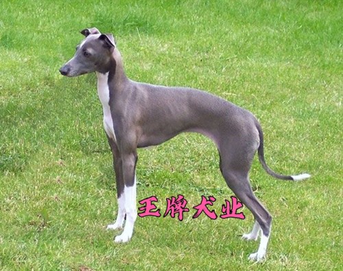 纯种格力犬l猎兔犬猎犬