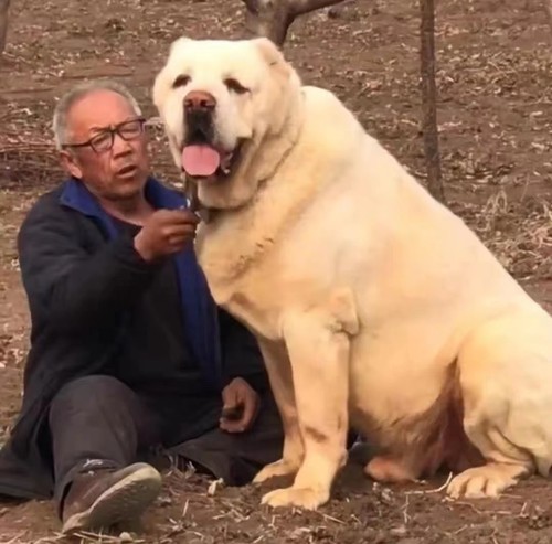 俄罗斯中亚牧羊犬纯种中亚幼犬活体超大巨型中亚犬宠物狗护卫猛犬