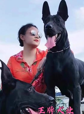 黑狼犬幼犬纯种黑狼幼犬活体墨界黑狼犬中华黑狼犬巨型幼崽护卫犬