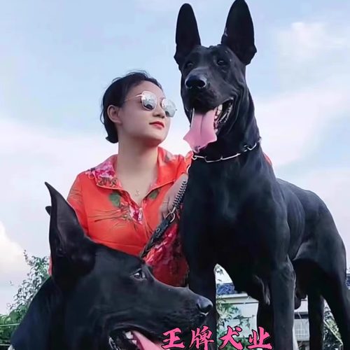 黑狼犬幼犬纯种黑狼幼犬活体墨界黑狼犬中华黑狼犬巨型幼崽护卫犬