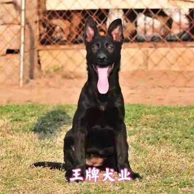 纯种东德牧羊犬幼犬活体