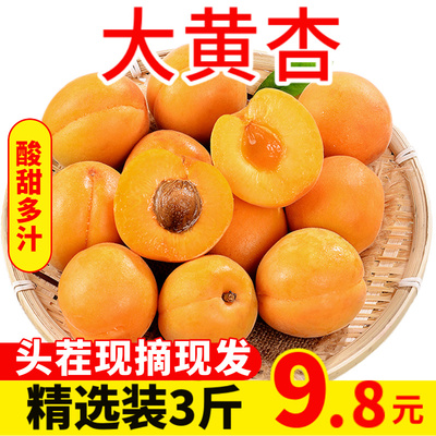 山西大黄杏当季新鲜时令水果现摘现发包邮杏子3/5斤孕妇酸杏子