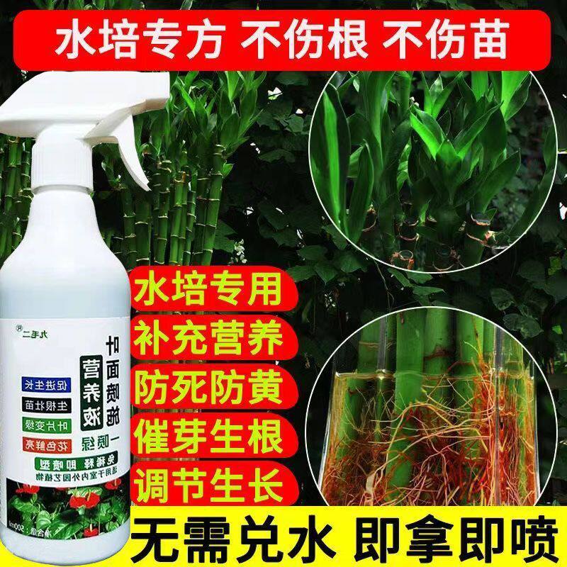红紫竹花肥水培植物营养液通用紫色富贵竹水养花肥料水肥有机花肥