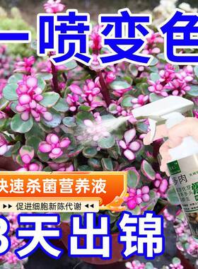营养液专用】专用】金枝玉