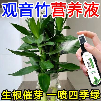 观音竹水培专用营养液促生根发芽防黄叶一喷绿盆栽水养植物液体肥