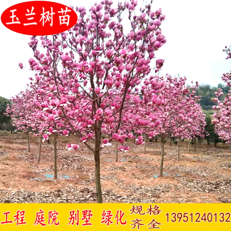 绿化苗木广玉兰树苗紫玉兰小苗红玉兰白玉兰黄玉兰苗嫁接玉兰树苗在类目 鲜花速递/花卉仿真/绿植园艺, 花园植物/行道树/果树, 行道树/乔木中 - 来自Buy2taobao.com提供专业的淘宝代购服务
