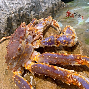 活冻帝王蟹无冰衣新鲜直发俄罗斯巴伦支帝王蟹