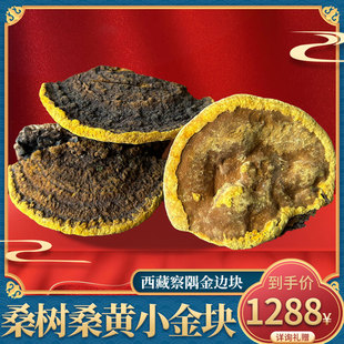 正宗西藏林芝野生桑树桑黄500克西藏正宗野生墨脱桑黄灵芝