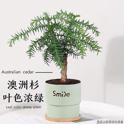 澳洲杉盆景树老桩南洋杉盆栽客厅办公室桌面好养四季常青真.议价