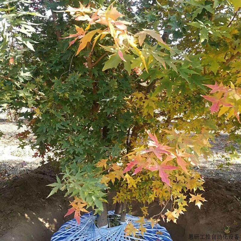 乔木基地 丛生元宝枫 丛生五角枫大树 绿化乔木苗木风.议价