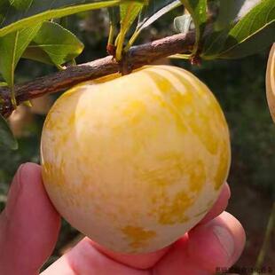 李子苗基地 黄金奈李树苗 柰李嫁接树苗 自花授粉 风味.议价