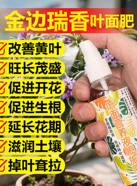 金边瑞香专用肥料盆景营养液叶面肥肥长花苞开花肥发芽长叶面肥料