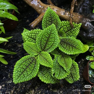 雨林缸生态造景蕨类植物皱叶花叶BB草冷水花盆景假山桌摆观叶植物
