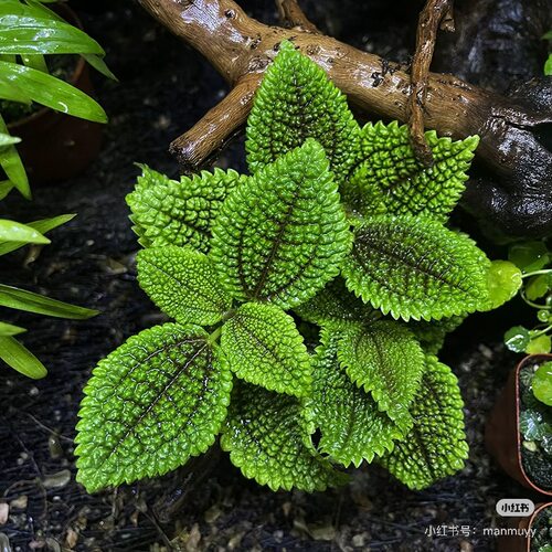雨林缸生态造景蕨类植物皱叶花叶BB草冷水花盆景假山桌摆观叶植物