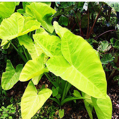 颜植柠檬千年黄金象耳观赏植物