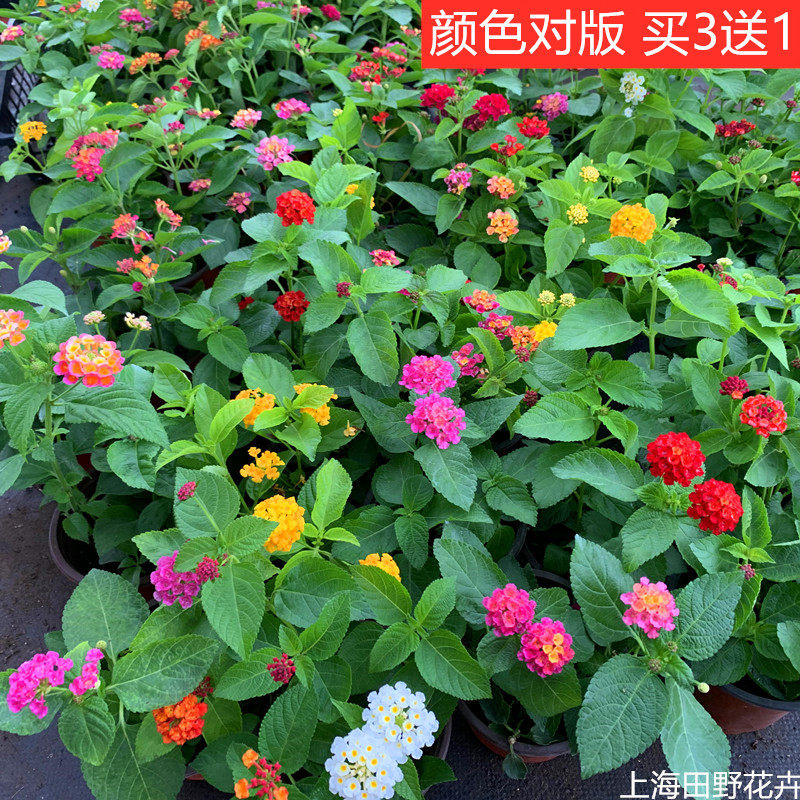五色梅盆栽马樱丹适宜室外庭院种植盆栽花卉耐干耐晒易活颜色鲜艳