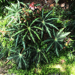 颜植 白芷叶秋海棠Begonia heracleifolla 观叶园艺秋海棠