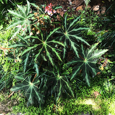 白芷叶秋海棠室内室外颜植高好看