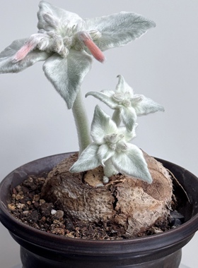 断崖女王Sinningia leucotricha 块根多肉植物室内盆栽 稀有品种