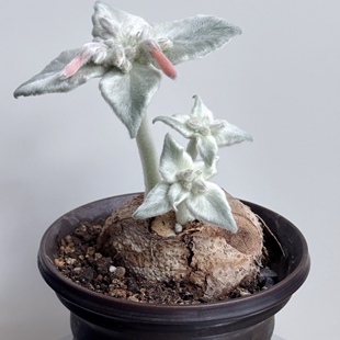断崖女王Sinningia leucotricha 块根多肉植物室内盆栽 稀有品种