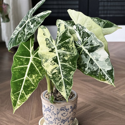 绿鹅海芋白锦稀有热植室内绿植锦化植物北欧ins风四季桌面绿植