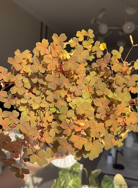 熔岩酢浆草小红枫观叶观花室内阳台庭院好养植物四季变色彩叶草