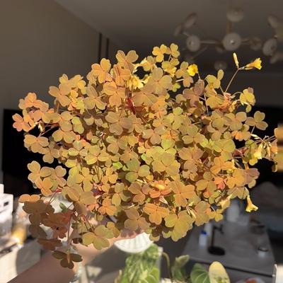 熔岩酢浆草小红枫观叶观花室内阳台庭院好养植物四季变色彩叶草