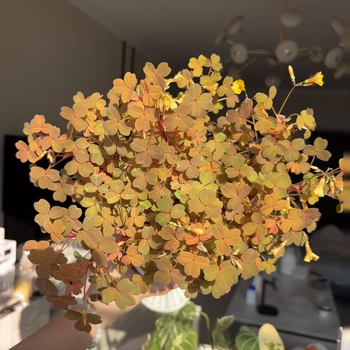 熔岩酢浆草小红枫观叶观花室内阳台庭院好养植物四季变色彩叶草