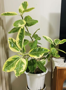 黄金榕金黄色富贵榕孟加拉榕高山榕室内外观叶绿植四季好养皮实