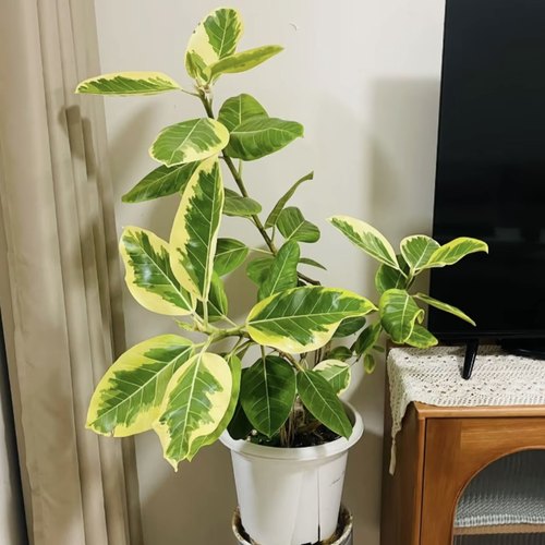 黄金榕金黄色富贵榕孟加拉榕高山榕室内外观叶绿植四季好养皮实