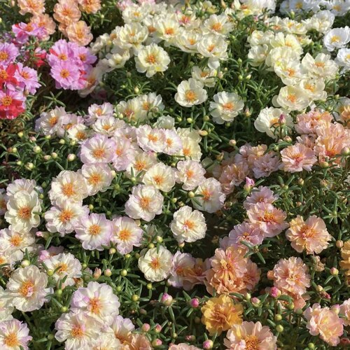 重瓣太阳花苗宿根混色植物绿植盆栽庭院阳台花卉多年生带花苞发货