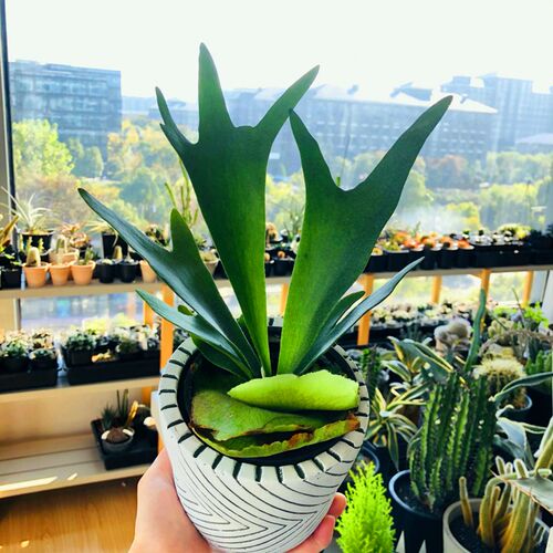 颜植空间 二岐鹿角蕨简约北欧风ins观叶室内耐阴网红植物附生蕨类