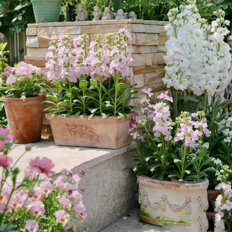 紫罗兰盆栽型矮种花苗盆栽室外花园庭院阳台花卉花镜植物地栽耐寒