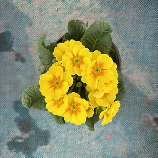 报春花盆栽带花苞迎春重瓣小苗耐寒冬季室内外四季花卉年宵花植物
