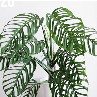 ME巨洞龟背竹阿库米纳塔室内阳台进口观叶植物盆栽绿植