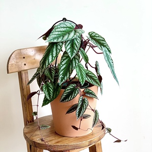 锦叶葡萄藤Cissus discolor爬藤垂挂观叶植物盆栽雨林缸造景美观