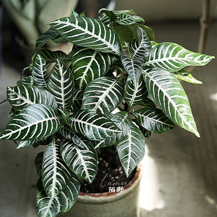 银脉白脉爵床斑马花室内阳台绿植花卉多年生吸甲醛四季常青盆栽