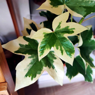 颜植 花叶熊掌木八角金盘室内阳台庭院书房四季常青桌面盆栽