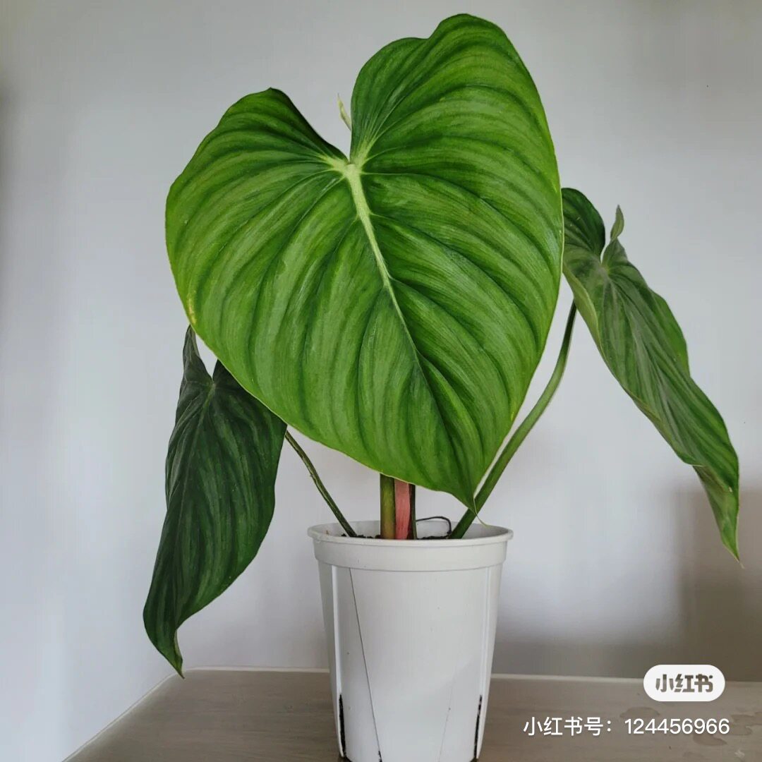 圆脸西瓜皮碧浪蔓绿绒天南星科热带植物室内观叶好养绿植北欧ins