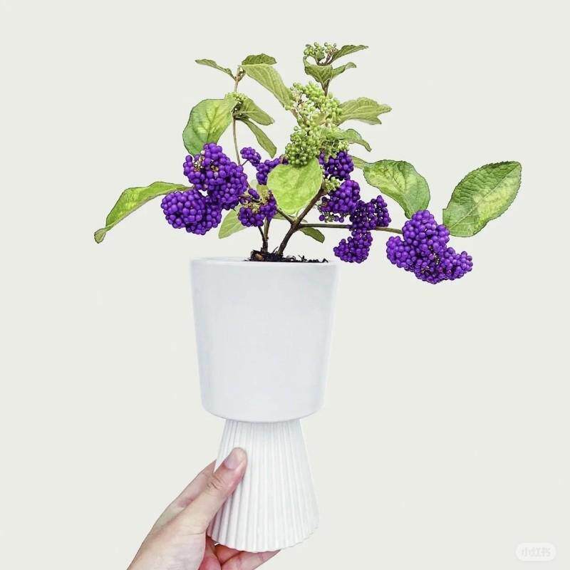 日本进口紫珠盆栽多年生耐寒耐热阳台庭院观过植物盆景年宵花好养