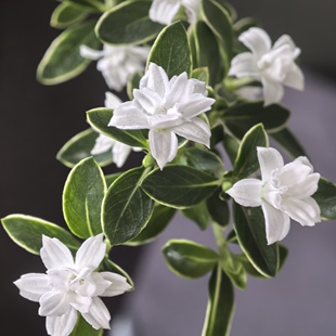 六月雪盆景悬崖老桩室内阳台好养绿植桌面造型小盆栽摆件禅意植物