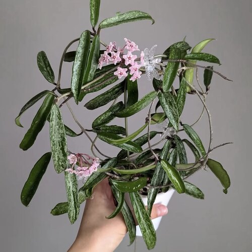 高斑迷你贝尔球兰Hoya minibelle Splash室内办公桌软装绿植盆栽