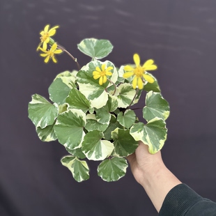 浮云锦吴风草盆栽耐阴耐寒耐热耐寒好养绿植花卉阳台庭院盆栽