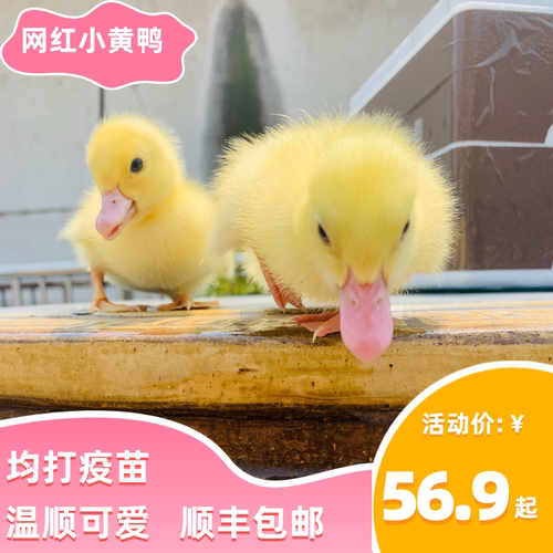 萌宠小黄鸭苗黏人宠物鸭子活的小黄鸭活体可达鸭宠物活物小型好养
