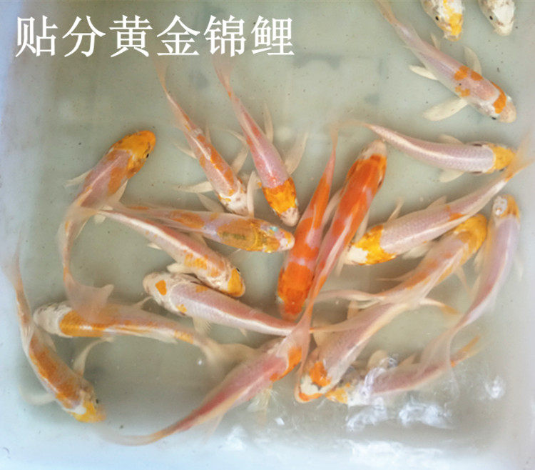 贴分黄金锦鲤招财鲤鱼金鱼观赏风水鱼苗包活活体黄金锦鲤观赏鱼