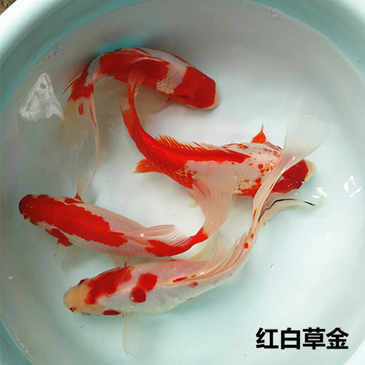 红白草金鱼红鲫鱼冷水观赏鱼金鱼宠物鱼活体鱼淡水鱼懒人鱼包活
