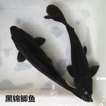 观赏鲫鱼黑活体鱼长尾短尾黑鱼草金鱼锦鲫鱼淡水鱼冷水鱼大黑鱼